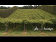 Kiwifruit Orchard 2 2787